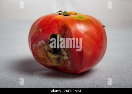 Verfaulte Tomaten. Verfaultes Produkt. Das Essen war verdorben. Faules Gemüse. Zerbrochene Tomatenoberfläche. Fliegen sitzen auf einem verfaulten Gemüse Stockfoto