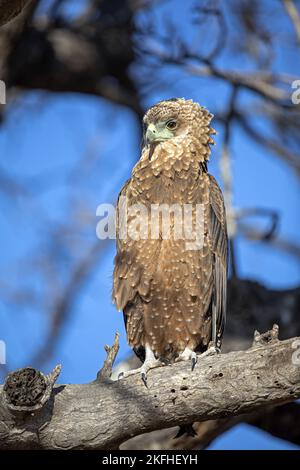 Sitzender Adler von Bateleur Stockfoto