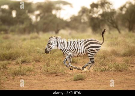 Grant's Zebra (Equus quagga boehmi) läuft im Amboseli National Park Stockfoto