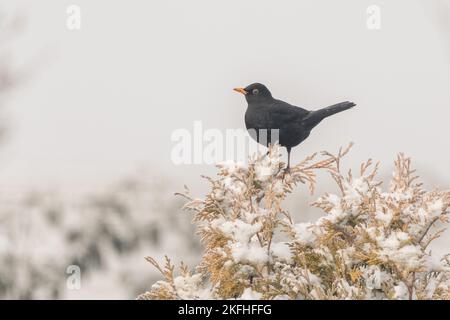 Männlicher Blackbird, der auf einem schneebedeckten Nadelbaum posiert. Weißer, klarer Hintergrund mit geringer Schärfentiefe Stockfoto