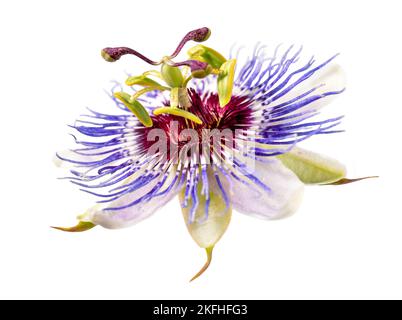 Passiflora caerulea Passionsblume isoliert auf weißem Hintergrund Stockfoto