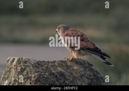 Atemberaubende Nahaufnahme eines männlichen Turmfalken, lateinischer Name Falco tinnunculus, der auf einem kleinen Felsen thront. Grüner unscharfer Hintergrund. Stockfoto