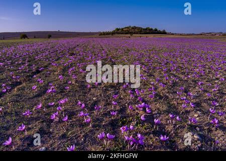 Herbstblühende Feldcrocues. Zarte violette Safranblüten. Blumen fallen Hintergrund. Schönheit in der Natur. Kozani in Nordgriechenland Stockfoto