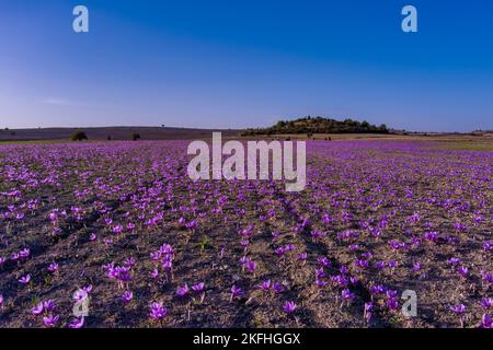 Herbstblühende Feldcrocues. Zarte violette Safranblüten. Blumen fallen Hintergrund. Schönheit in der Natur. Kozani in Nordgriechenland Stockfoto