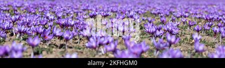 Wunderschöne Felder mit violetten Safranblüten. Crocus sativus blühende lila Pflanze auf dem Boden. Erntezeit. Selektiver Fokus. Nahaufnahme Stockfoto