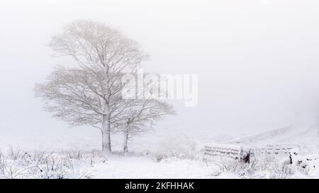 Einsamer Eichenbaum mit Schnee bedeckt mit Nebel und Nebel im Hintergrund. Trockene Steinmauer, die entlang des Landwegs führt. Schnee auf dem Boden. Winterland Stockfoto