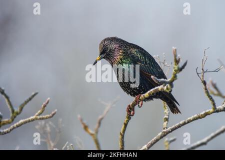 Atemberaubende gemeinsame Sterne mit erstaunlichen schillernden Farben, die im Sonnenlicht leuchten. Posieren auf einem Ast mit klarem Hintergrund und geringer Schärfentiefe Stockfoto