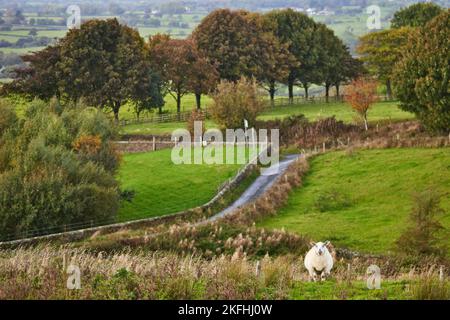 Landschaft der Marktstadt Ribble Valley in Lancashire, England Stockfoto