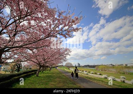 Die Landschaft Japans mit Kirschblüten Stockfoto