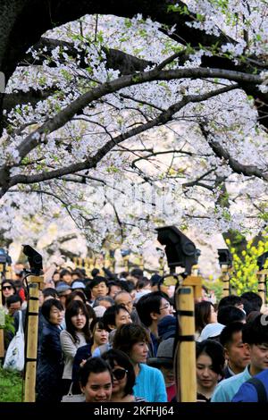 Die Landschaft Japans ist überfüllt und die Kirschblüte ist zu sehen Stockfoto