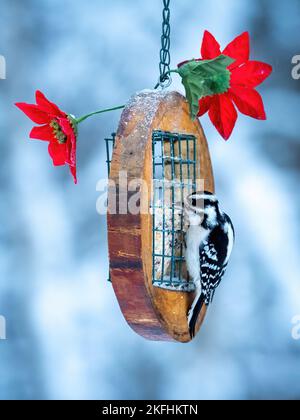 Weiblicher (flauschiger) Specht (Dryobates pubescens), der auf einem Vogelfutterhäuschen mit roten Blumen thront, Suet isst, Weihnachten Stockfoto