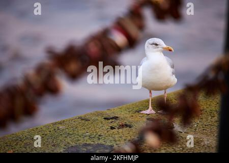 Liverpool Seagull und Vorhängeschlösser am Metallzaun Stockfoto
