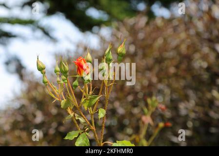 Knospen von Rosenblüten - Kalifornien Stockfoto