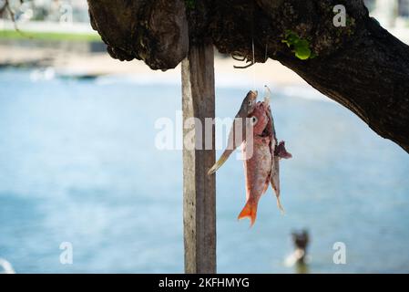 Eine Nahaufnahme von gefangenem Fisch, der an einem Baum an einem Strand in Salvador, Bahia, Brasilien, hängt Stockfoto