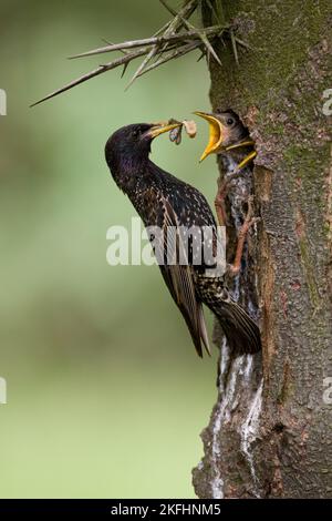 Europäische starling Stockfoto