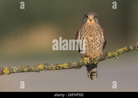 Kestrel stand auf einem dünnen Ast und schaute in die Kamera. Grüner unscharfer Hintergrund. Lateinischer Name Falco tinnunculus Stockfoto