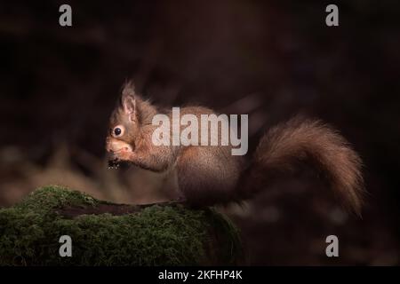 Atemberaubendes rotes Eichhörnchen mit buschigem Schwanz, saß auf moosem Stein. Dunkler Hintergrund, isst Nüsse. Stockfoto