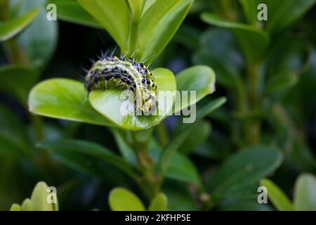 Kästchenbaum-Falter-Inchworm Stockfoto