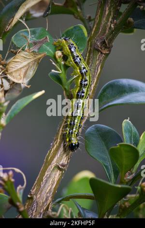 Kästchenbaum-Falter-Inchworm Stockfoto