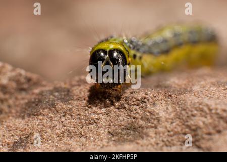 Kästchenbaum-Falter-Inchworm Stockfoto