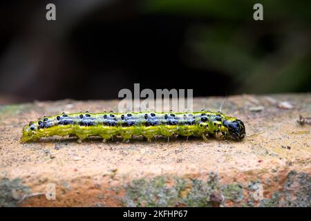 Kästchenbaum-Falter-Inchworm Stockfoto