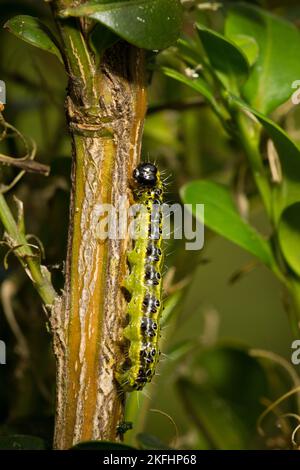 Kästchenbaum-Falter-Inchworm Stockfoto