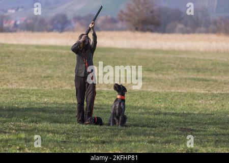 2 Hunde Stockfoto