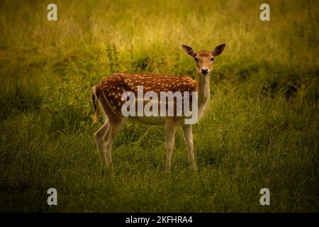 Ein süßer brauner Damhirsch in der Natur, der eine Kamera anschaut Stockfoto