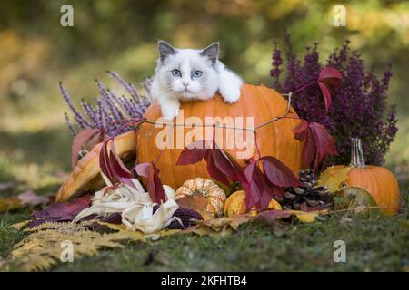 Ragdoll Kätzchen im Kürbis Stockfoto