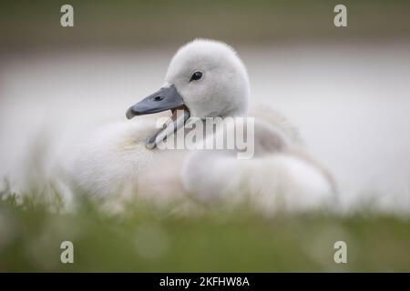 Stumme Schwanenschnecke Stockfoto