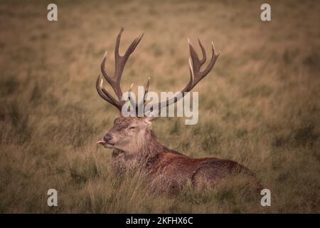 Rotwild sitzen im Gras und ziehen sich die Zunge raus. 12 Punkt Geweih. Stockfoto