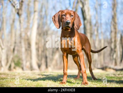 Ein roter Vizsla x Hound Mischlingshund, der im Freien steht Stockfoto