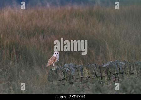 Scheuneneule. Lateinischer Name Tyto alba. Er sitzt auf einer Steinmauer und sieht aus der Ferne in die Kamera. Langes grünes Gras im Hintergrund Stockfoto