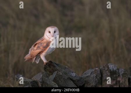 Scheuneneule. Lateinischer Name Tyto alba. Er saß auf einer Steinwand und schaute in die Kamera. Nahaufnahme. Grünes, verschwommenes Gras im Hintergrund. Stockfoto