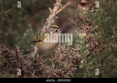 Atemberaubendes kleines Goldwappen, hoch oben auf einem Ast, mit Blick nach oben. Grün gesprenkelter Hintergrund mit Platz für Text. Lateinischer Name: Regulus regulus Stockfoto