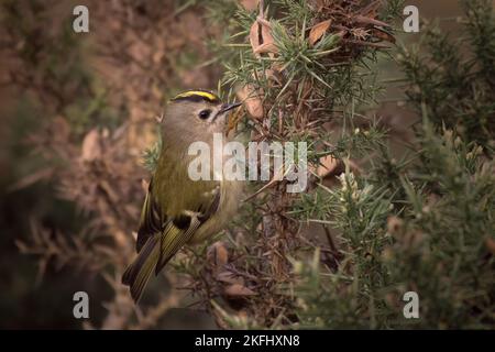 Atemberaubendes kleines Goldwappen, hoch oben auf einem Ast, mit Blick nach oben. Grün gesprenkelter Hintergrund mit Platz für Text. Lateinischer Name: Regulus regulus Stockfoto