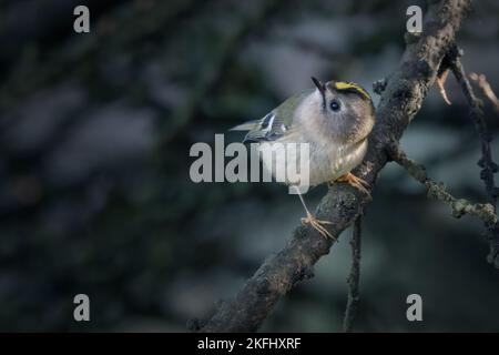 Atemberaubendes kleines Goldwappen, hoch oben auf einem Ast, mit Blick nach oben. Blau gesprenkelter Hintergrund mit Platz für Text. Lateinischer Name: Regulus regulus Stockfoto