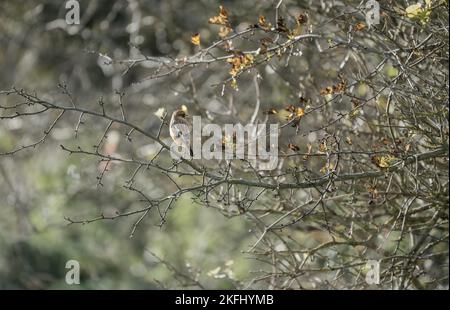Ein männlicher Steinechat (Saxicola rubicola), der hoch auf einem Wiesenzweig in Wilts UK thront Stockfoto