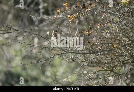 Ein männlicher Steinechat (Saxicola rubicola), der hoch auf einem Wiesenzweig in Wilts UK thront Stockfoto