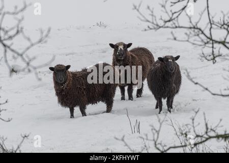 Drei schwarze Schafe starren in die Kamera. Schnee auf dem Boden und im Hintergrund. Stockfoto