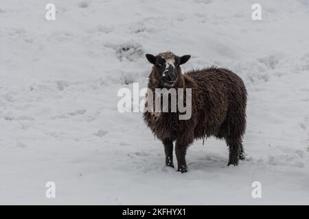 Schwarze Schafe standen in einem Schneefeld und schauten in die Kamera. Stockfoto