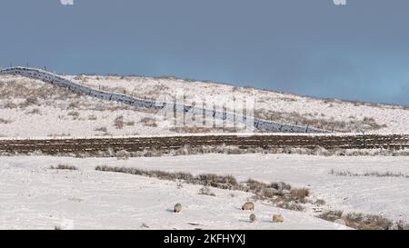 Englische Winterlandschaft. Schnee auf dem Boden mit schneebedeckten Wänden auf dem Bild. Schafe grasen im Vordergrund mit einem schönen Stockfoto