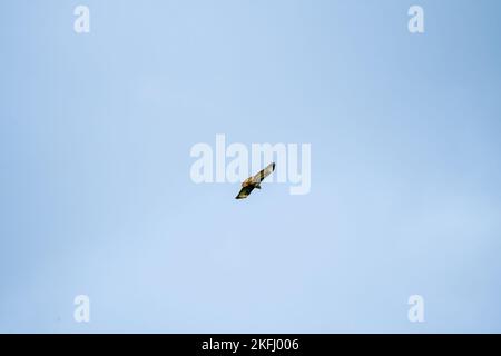 Ein Bussard (Buteo buteo), der mit den Luftströmungen an einem Herbsthimmel kreist und klettert, Wilts UK Stockfoto