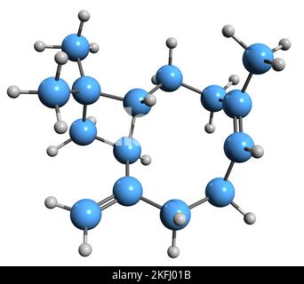 3D Aufnahme der Skelettformel von Caryophyllen - molekulare chemische Struktur von bikyclischen Sesquiterpen BCP auf weißem Hintergrund isoliert Stockfoto