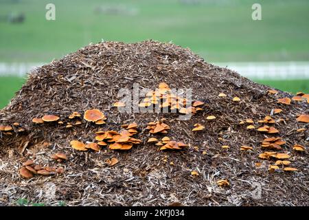 Eine große Truppe von Polypore-Pilzen (Meripilus giganteus), die auf einem Misthaufen wächst Stockfoto