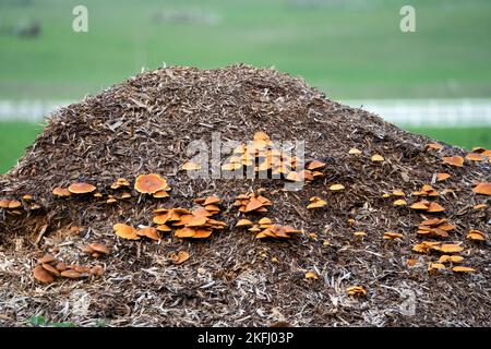 Eine große Truppe von Polypore-Pilzen (Meripilus giganteus), die auf einem Misthaufen wächst Stockfoto