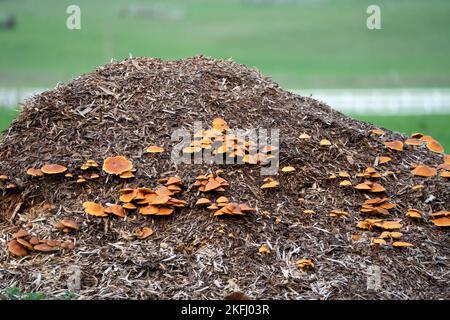 Eine große Truppe von Polypore-Pilzen (Meripilus giganteus), die auf einem Misthaufen wächst Stockfoto