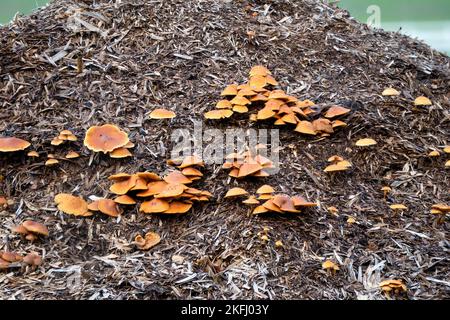 Eine große Truppe von Polypore-Pilzen (Meripilus giganteus), die auf einem Misthaufen wächst Stockfoto