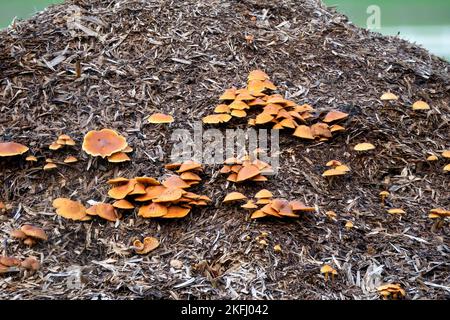 Eine große Truppe von Polypore-Pilzen (Meripilus giganteus), die auf einem Misthaufen wächst Stockfoto