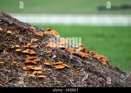 Eine große Truppe von Polypore-Pilzen (Meripilus giganteus), die auf einem Misthaufen wächst Stockfoto